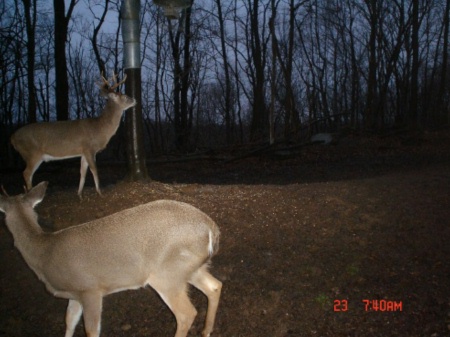 8 point buck and a spike